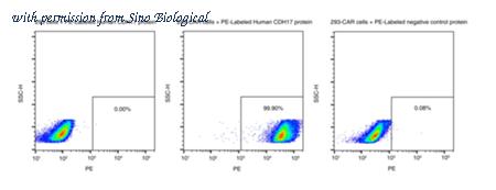 Sino Biological 11360-H86H-SP image 1