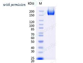 Sino Biological 40589-V08H74 image 1