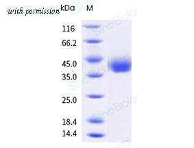 Sino Biological 40592-V08H163 image 1