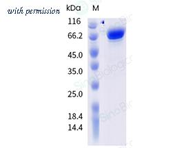 Sino Biological 41108-V08H image 1