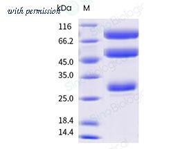 Sino Biological 41110-V08H image 1