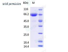 Sino Biological 41115-V49B-B image 1