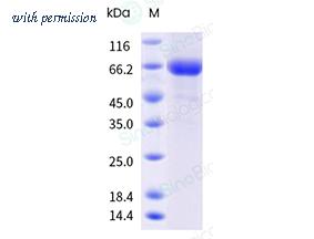 Sino Biological 41116-V49B-B image 1