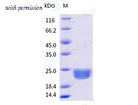 Sino Biological 50112-MNAE-B image 1