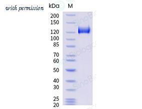 Sino Biological 50161-M02B image 1