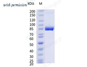Sino Biological 50741-M07H2 image 1