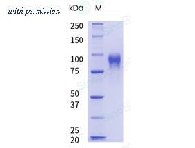 Sino Biological 69100-A08H-UE image 1