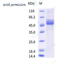 Sino Biological 90902-K02H image 1