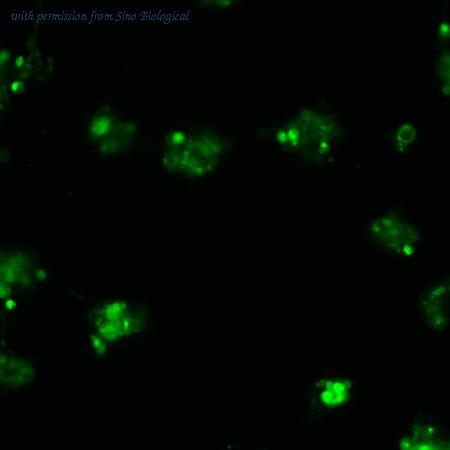 Sino Biological HG10374-ACG image 1