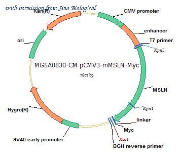 Sino Biological MG5A0830-CM image 1