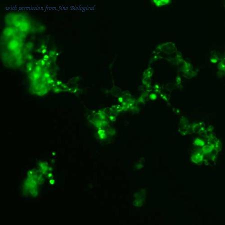 Sino Biological HG10121-ACG image 1