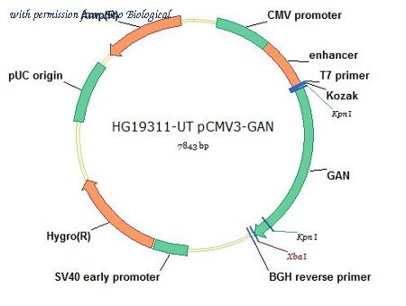 Sino Biological HG19311-UT image 1