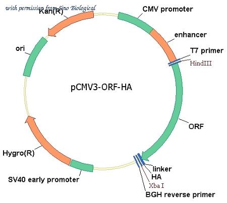 Sino Biological HG13125-CY image 1
