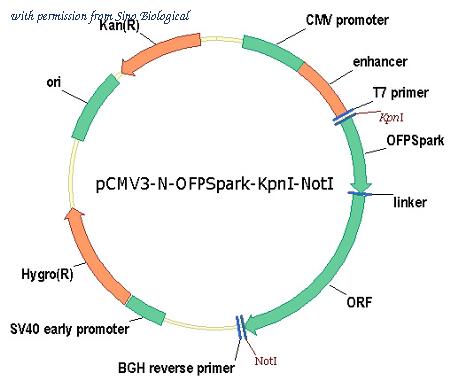 Sino Biological HG12766-ANR image 1