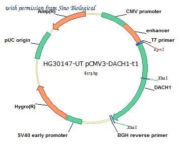 Sino Biological HG30147-UT image 1