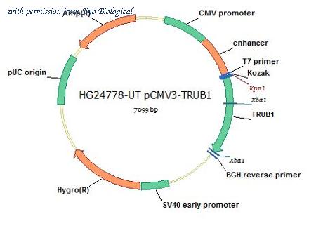 Sino Biological HG24778-UT image 1