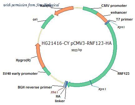 Sino Biological HG21416-CY image 1