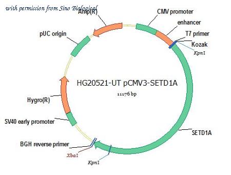 Sino Biological HG20521-UT image 1