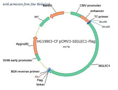 Sino Biological HG19803-CF image 1