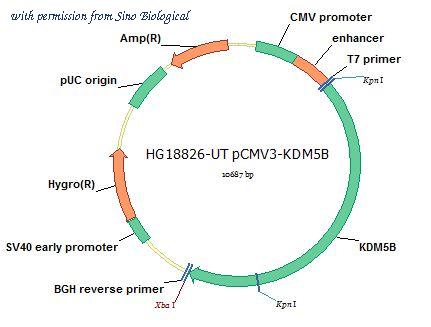 Sino Biological HG18826-UT image 1