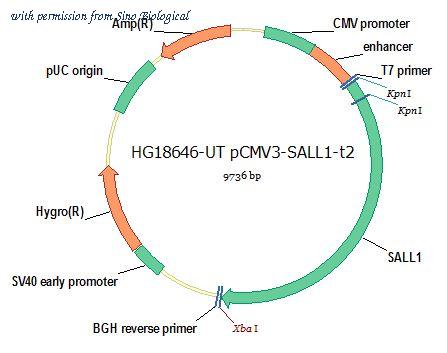 Sino Biological HG18646-UT image 1