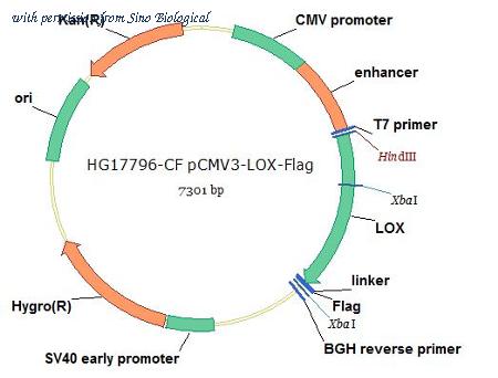 Sino Biological HG17796-CF image 1