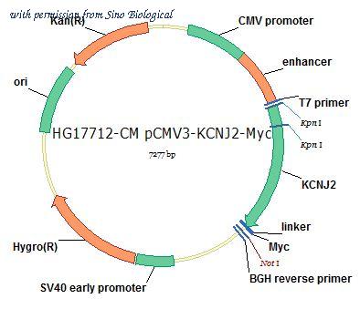 Sino Biological HG17712-CM image 1
