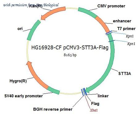 Sino Biological HG16928-CF image 1