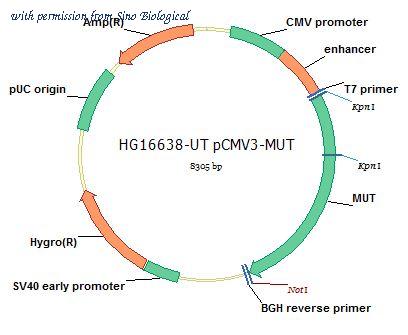 Sino Biological HG16638-UT image 1