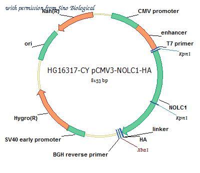 Sino Biological HG16317-CY image 1
