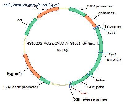 Sino Biological HG16292-ACG image 1
