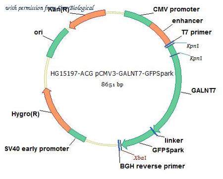 Sino Biological HG15197-ACG image 1