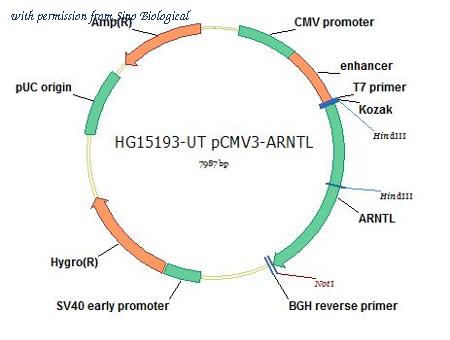 Sino Biological HG15193-UT image 1