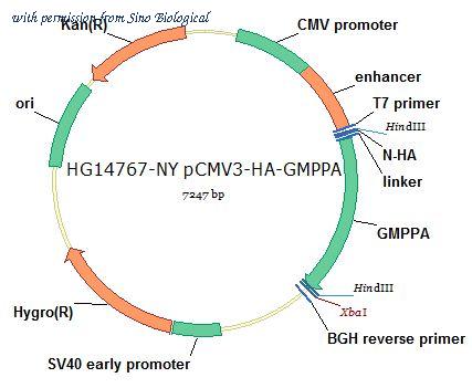 Sino Biological HG14767-NY image 1