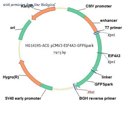 Sino Biological HG14195-ACG image 1