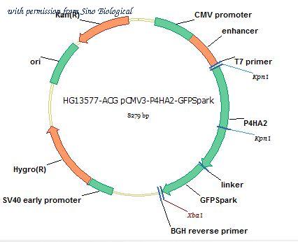 Sino Biological HG13577-ACG image 1