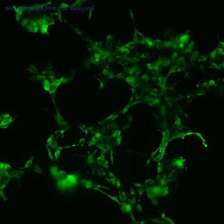 Sino Biological HG13194-CF image 1