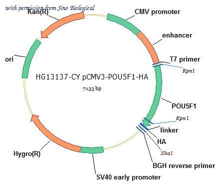 Sino Biological HG13137-CY image 1