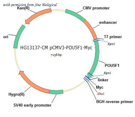 Sino Biological HG13137-CM image 1