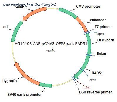 Sino Biological HG12108-ANR image 1