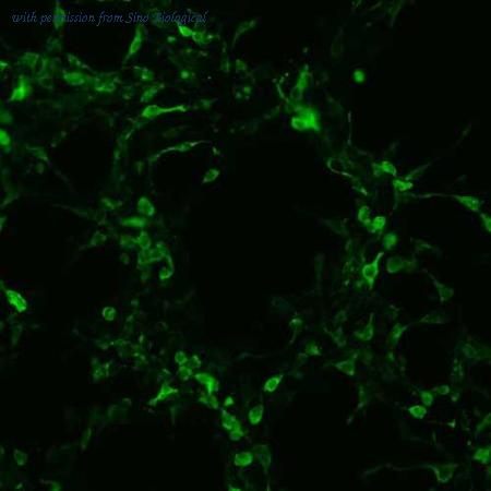 Sino Biological HG12089-CF image 1