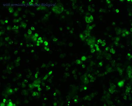 Sino Biological HG12054-ACG image 1