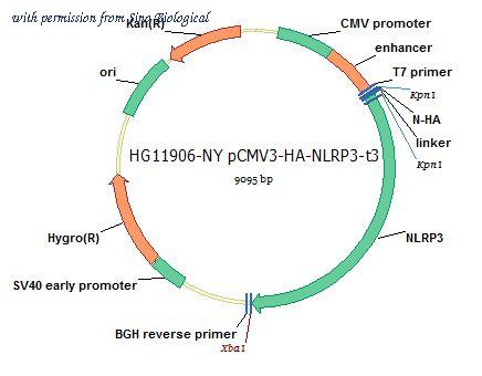 Sino Biological HG11906-NY image 1