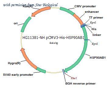 Sino Biological HG11381-NH image 1