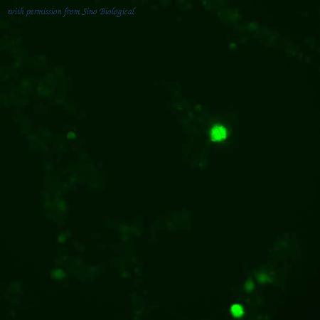 Sino Biological HG10947-ACG image 1