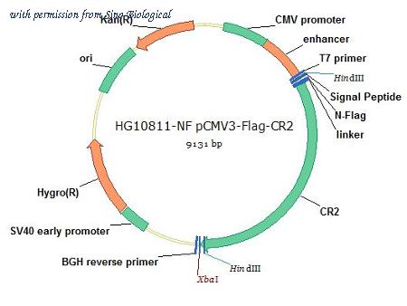 Sino Biological HG10811-NF image 1