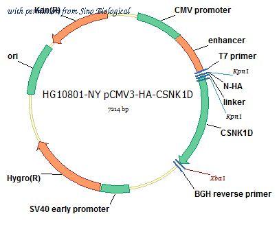 Sino Biological HG10801-NY image 1