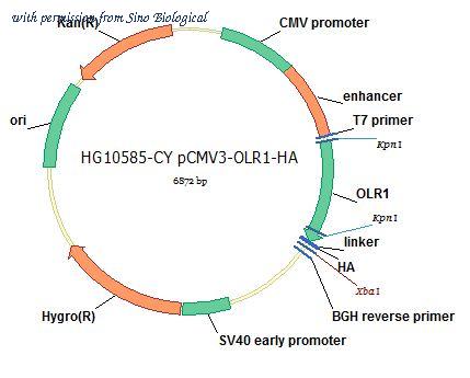 Sino Biological HG10585-CY image 1