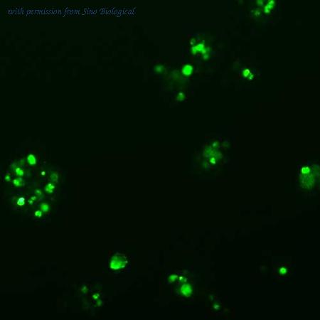 Sino Biological HG10545-ACG image 1