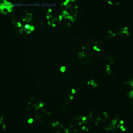 Sino Biological HG10535-ACG image 1
